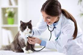 Things to Know About Choosing a Vet Clinic